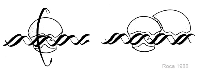 Hand-drawn Roca 1985